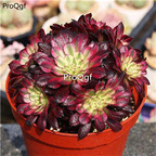 29usd Ngryise 1 Set  hongfulunjin plant
