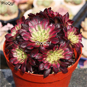 29usd Ngryise 1 Set  hongfulunjin plant