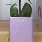 29usd ngryise 2pcs   Castanospermum australe plant