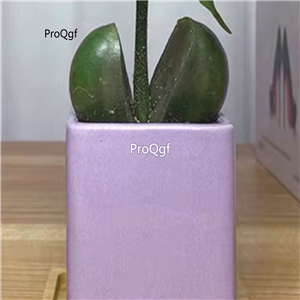 29usd ngryise 2pcs   Castanospermum australe plant