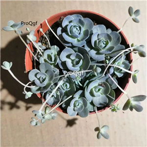 19usd ngryise 1pcs Orostachys boehmeri PLANT