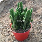 29usd Ngryise 1Pcs a Set  Zhaocaishou succulent plant