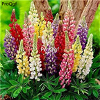 19usd ngryise 2000pcs lupinus micranthus seed
