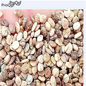 19usd ngryise 2000pcs lupinus micranthus seed