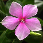 19usd ngryise 6000pcs Catharanthus roseus zhenzhumei SEED