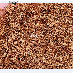 19usd ngryise 6000pcs Catharanthus roseus zhenzhumei SEED