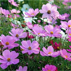 19usd Ngryise 6000Pcs A Set Cosmos bipinnata seed