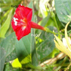 19usd Ngryise 3000Pcs A Set Ipomoea sloteri  seed