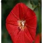 19usd ngryise 3000pcs Quamoclit coccinea seed
