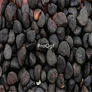 19usd ngryise 3000pcs Quamoclit coccinea seed