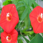 19usd ngryise 3000pcs Quamoclit sloteri  seed