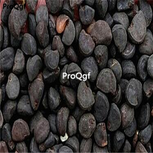 19usd ngryise 3000pcs Quamoclit sloteri  seed