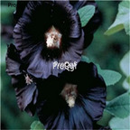 19usd ngryise 3000pcs Althaea rosea seed