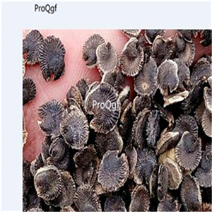 19usd ngryise 3000pcs Althaea rosea seed
