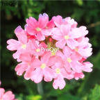19usd ngryise 6000pcs Verbena hybrida Voss seed