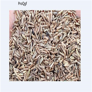 19usd ngryise 6000pcs Verbena hybrida Voss seed