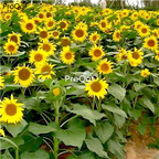 19usd Ngryise 3000Pcs A Set sunflower seed