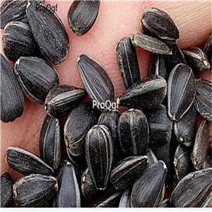 19usd Ngryise 3000Pcs A Set sunflower seed