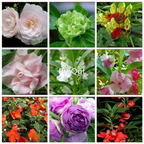19usd ngryise 6000pcs Impatiens balsamina seed