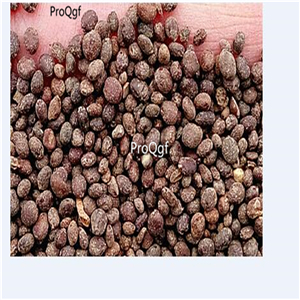 19usd ngryise 6000pcs Impatiens balsamina seed