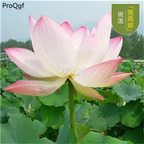 19usd Ngryise 100Pcs A Set small lotus seed