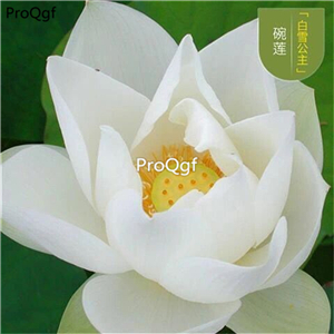 19usd Ngryise 100Pcs A Set small lotus seed