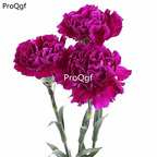 19usd Ngryise 8000Pcs A Set carnation seed