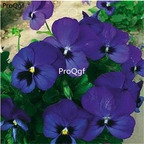 19usd Ngryise 9000Pcs A Set pansy Viola tricolor  seed