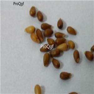 19usd Ngryise 9000Pcs A Set pansy Viola tricolor  seed