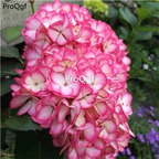 19usd Ngryise 800Pcs A Set hydrangea seed