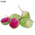 19usd Ngryise 6000Pcs A Set radish seed