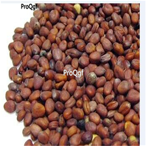 19usd Ngryise 6000Pcs A Set radish seed