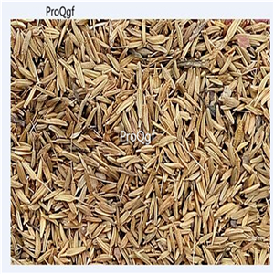 19usd Ngryise 6000Pcs A Set Dandelion seed