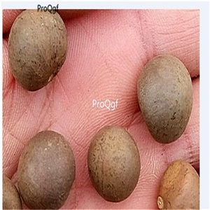 19usd Ngryise 100Pcs A Set Camellia seed