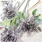 19usd ngryise 500pcs Leucospermum seed