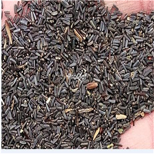 19usd ngryise 6000pcs Gerbera Daisy heixin seed