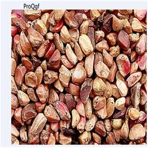 19usd Ngryise 2000Pcs A Set rare rose seed
