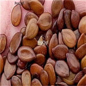 19usd Ngryise 2000Pcs A Set  Acacia Yellow Mimosa seed