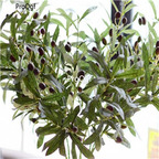 19usd Ngryise 50Pcs A Set  European Olive seed