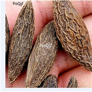 19usd Ngryise 50Pcs A Set  European Olive seed
