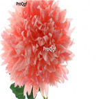 19usd Ngryise 6000Pcs A Set ball  Chrysanthemum heixin seed