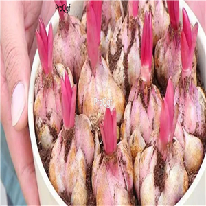 19usd Ngryise 30Pcs A Set lily flower bulb