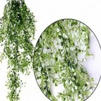 19usd ngryise 3000pcs Vine Willow seed