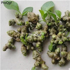 25usd ngryise 5pcs Anredera cordifolia bulb
