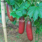 19usd Ngryise 2000Pcs A Set sausage cucumber seed