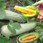 19usd Ngryise 2000Pcs A Set sweet melon seed