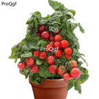 19usd Ngryise 6000Pcs A Set tomato seed