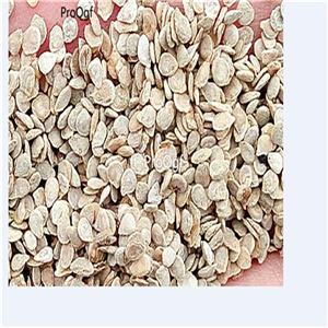19usd Ngryise 6000Pcs A Set tomato seed