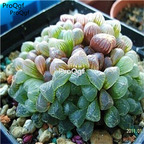 39usd Ngryise 20Pcs a set haworthia seed