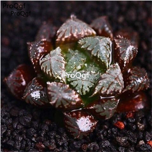 39usd Ngryise 20Pcs a set haworthia seed